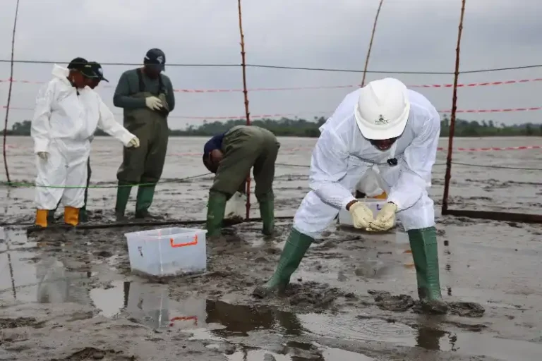 FG HYPREP Empowers Rivers State with Cockle Restoration