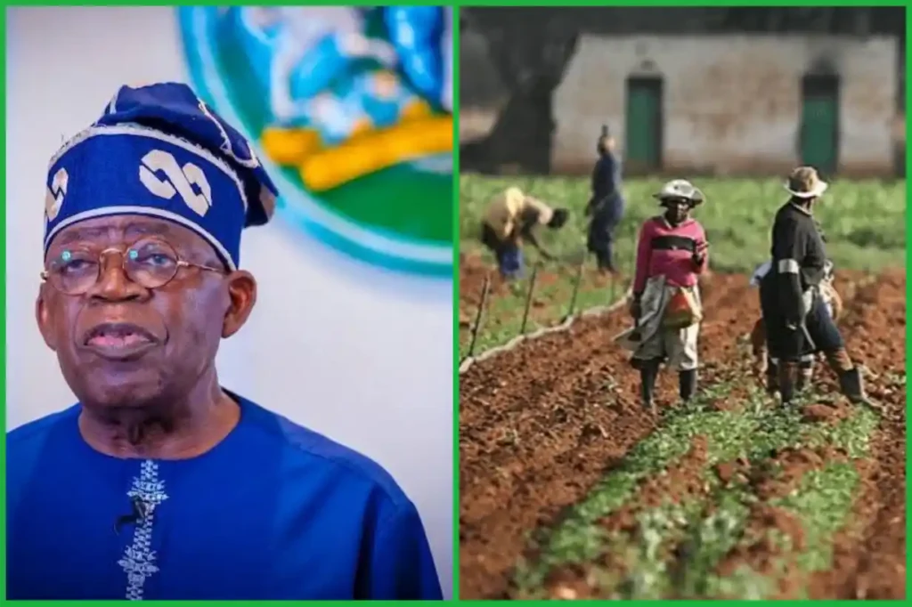 Tinubu directs FG to cut rising food prices