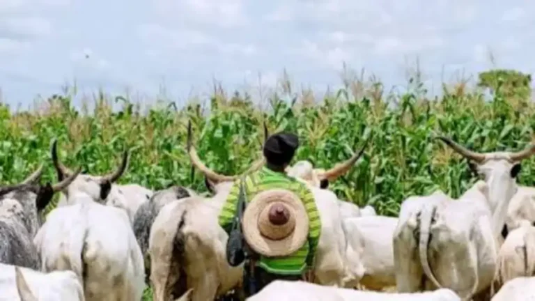 FG orders nationwide relocation of cattle to grazing reserves