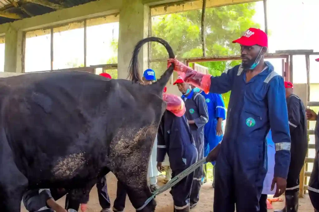 Kano State invests N800m on livestock training programmes