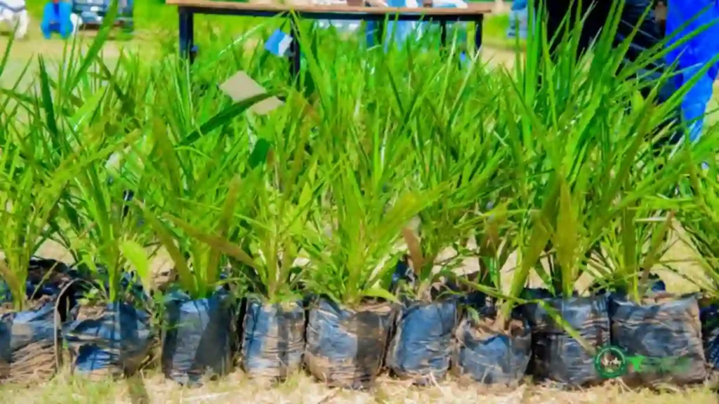 Jigawa targets N30bn yearly from date palm farming