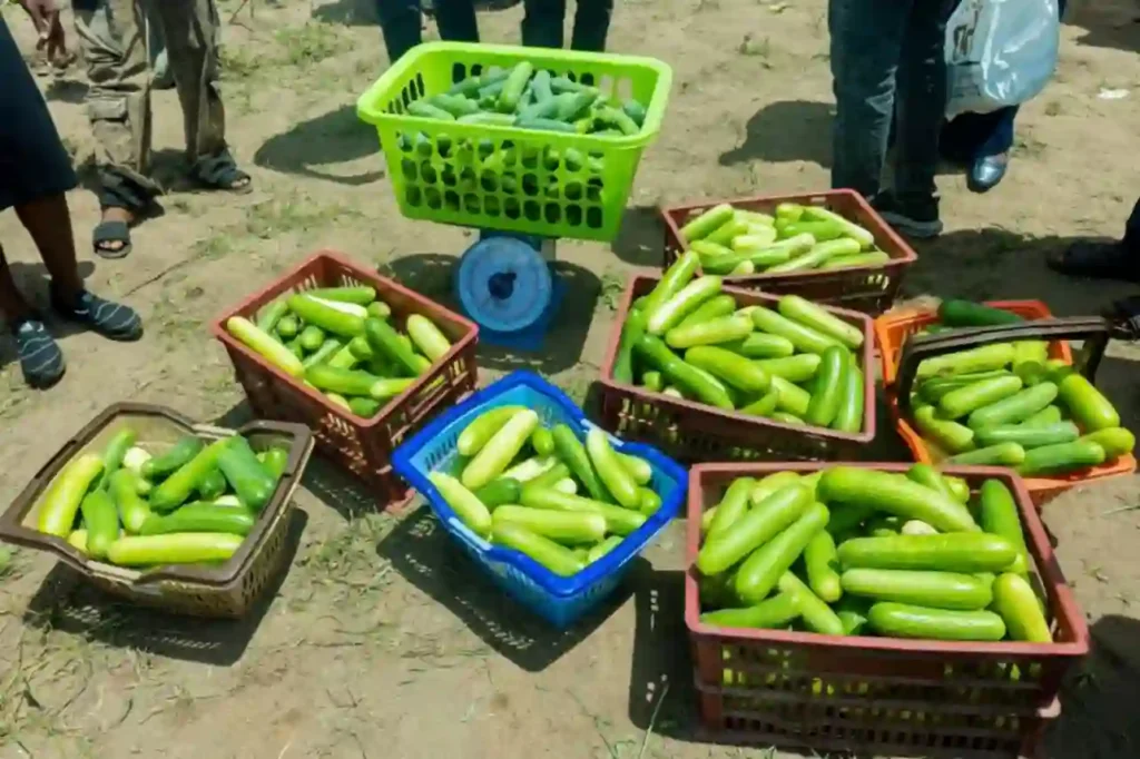 Kogi records first greenhouse cucumber harvest