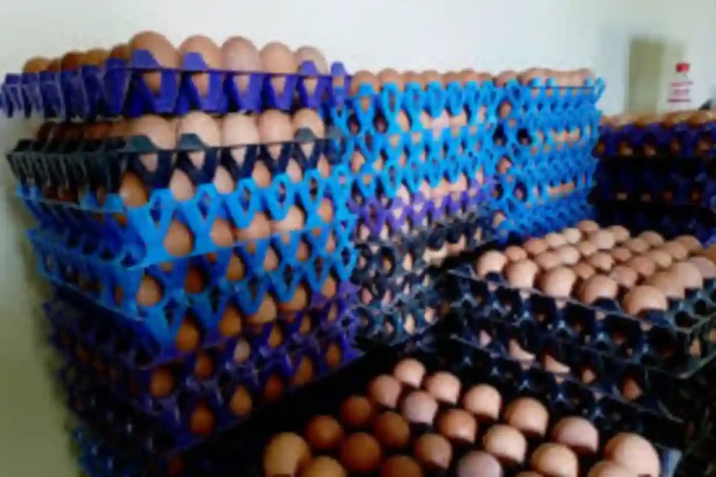 Association urges FG to revive school feeding, promote egg consumption