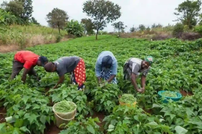15000 farmers trained under NNPC smart agriculture initiative