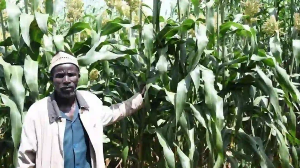 NNPC foundation trains 2000 farmers in Gombe