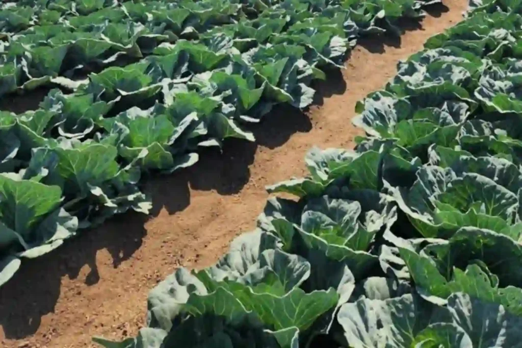 FG unveils Nigerian farmers soil health scheme