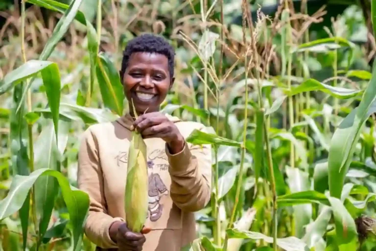 World Bank says 1/3 of Nigerians rely on farming