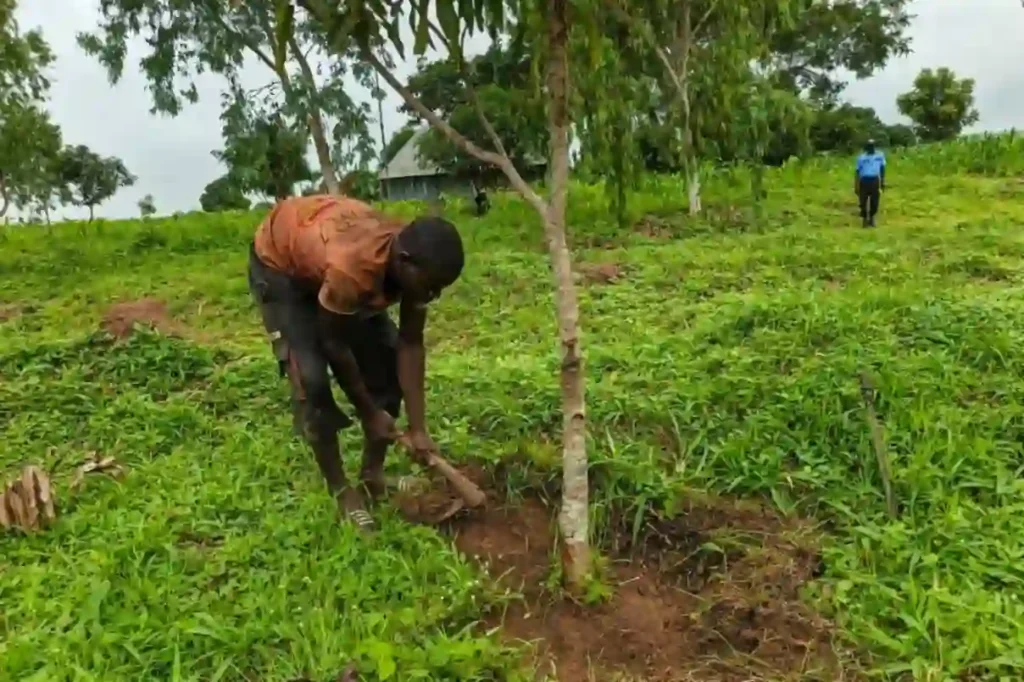 FG launches all-year farming plan to boost food production