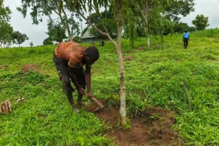 FG launches all-year farming plan to boost food production