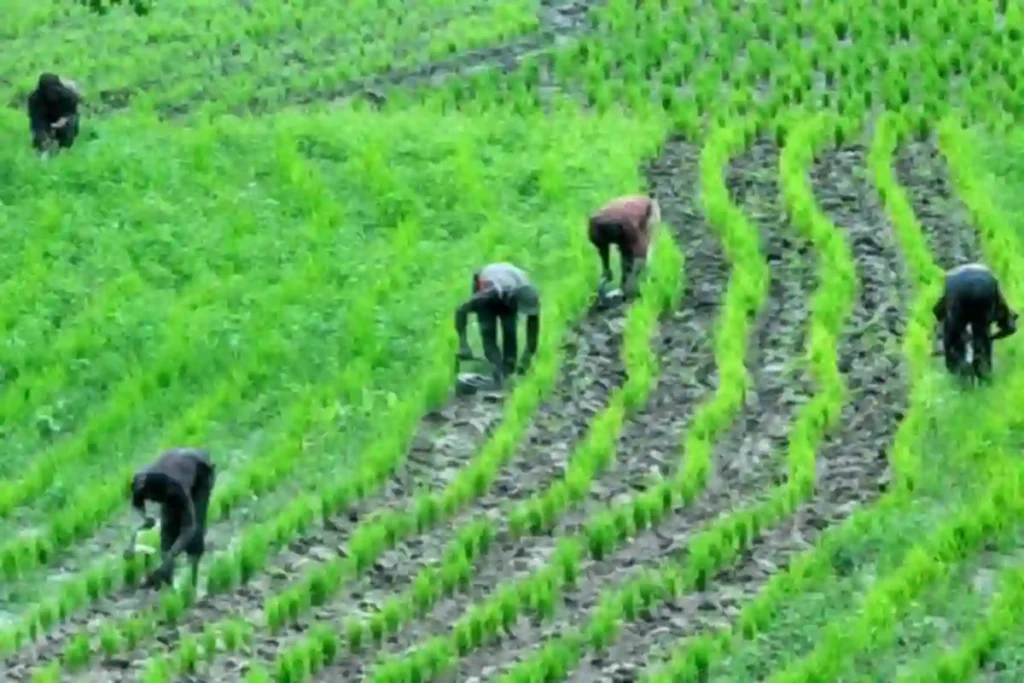 FG, Jigawa to launch new agricultural loan risk framework