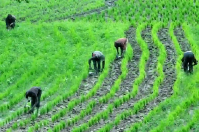 FG, Jigawa to launch new agricultural loan risk framework