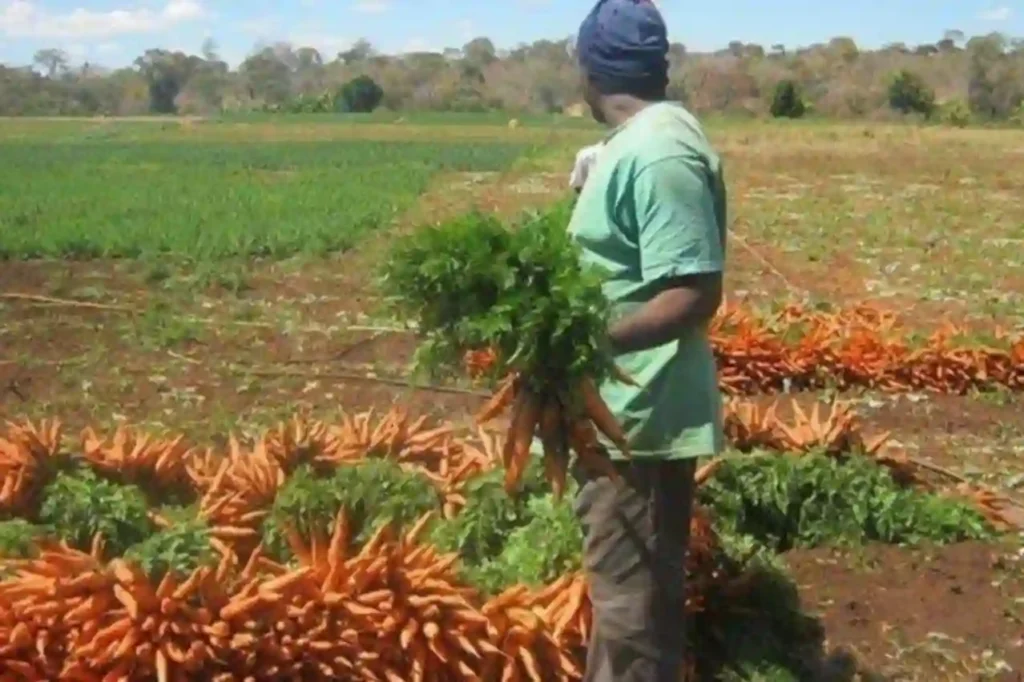 Gombe farmers test new digital agriculture platform DPAE