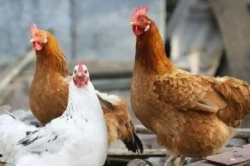 Ondo trains 75000 youths in broiler production, creates jobs