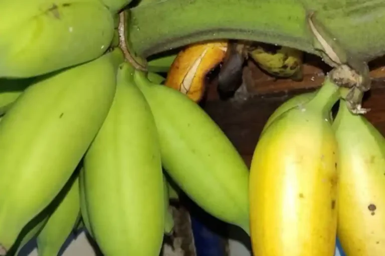 FG warns against selling force-ripened fruits, adulterated food items