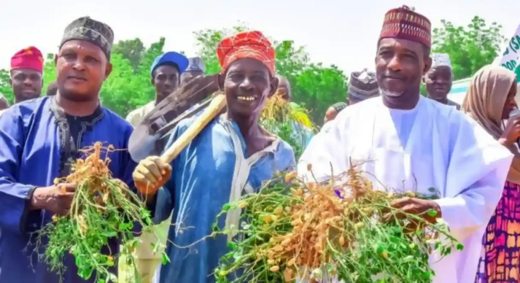 FG supports 400 groundnut farmers in Kano under SAPZ programme