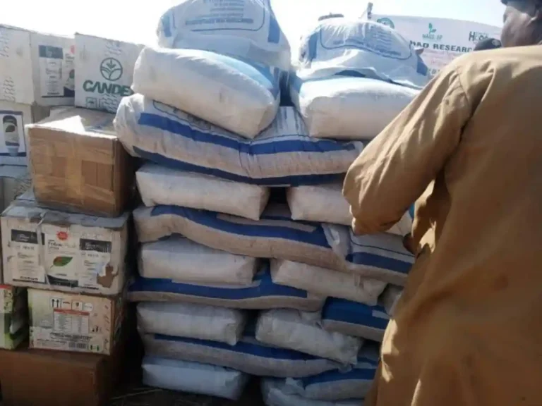 FG Targets 80,000 Farmers as Wheat Dry-Season Farming Begins in Borno