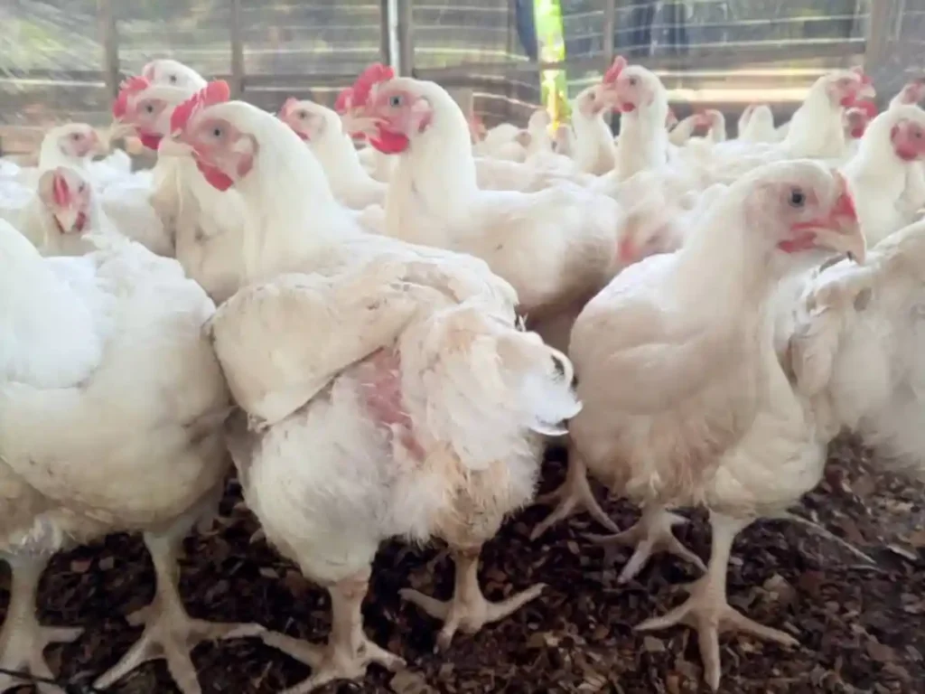 Ekiti Begins Onboarding for 3rd Broilers Scheme Cohort