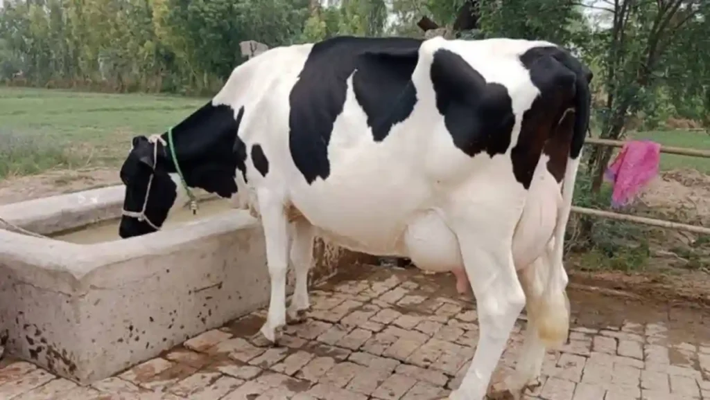 FG to establish dairy development and milk marketing board