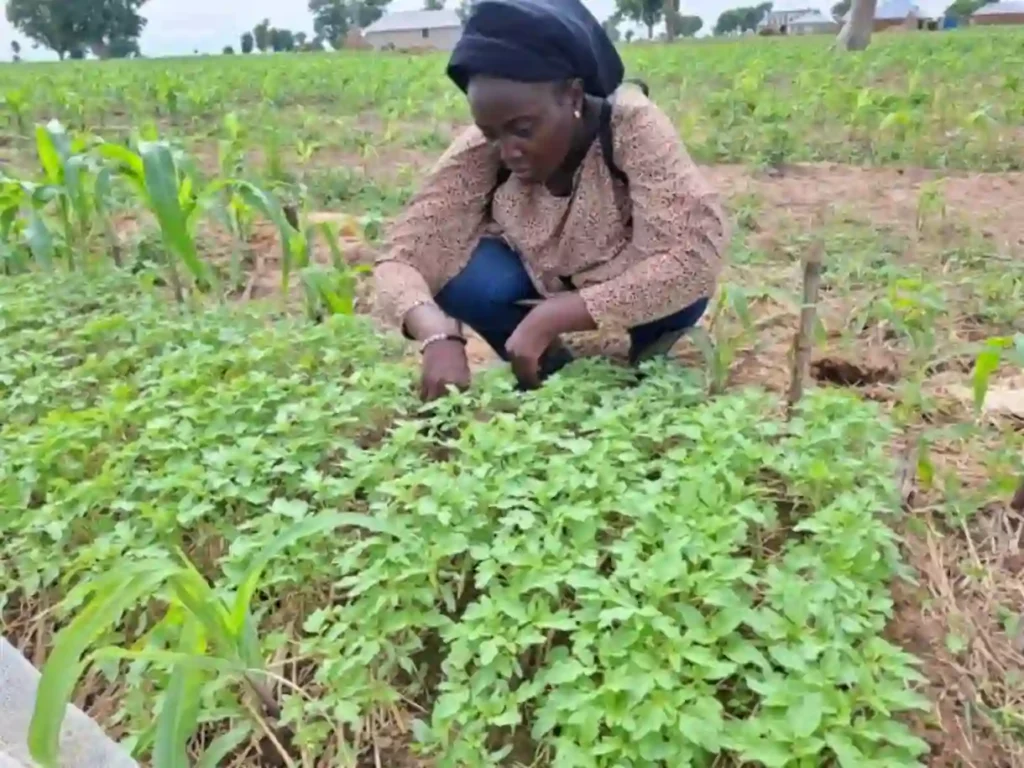 Bauchi Launches Climate Resilience Project for 14,000 Farmers