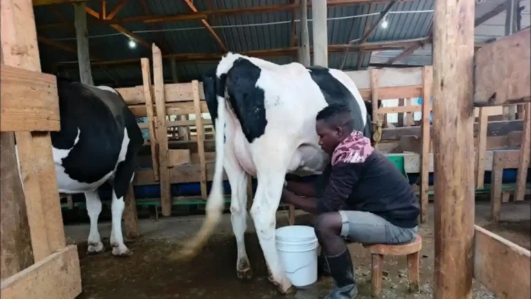 World Bank to Empower 32,000 Niger State Livestock Farmers