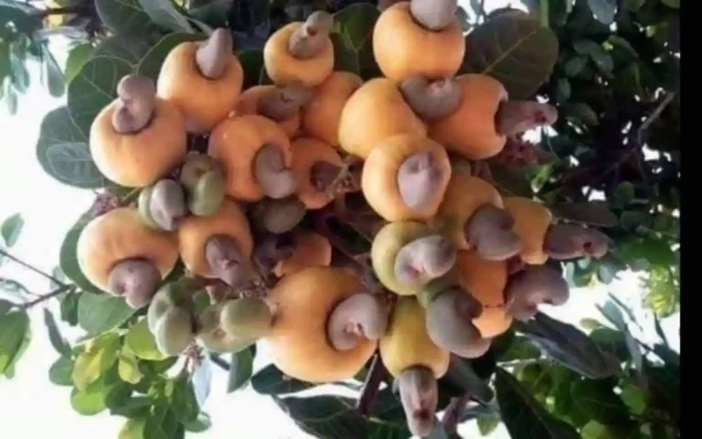 Stakeholders Warn Cashew Export Ban Will Trigger Job Loss
