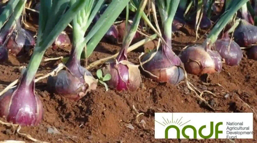 NADF flags off onion intervention for 600 farmers in Sokoto