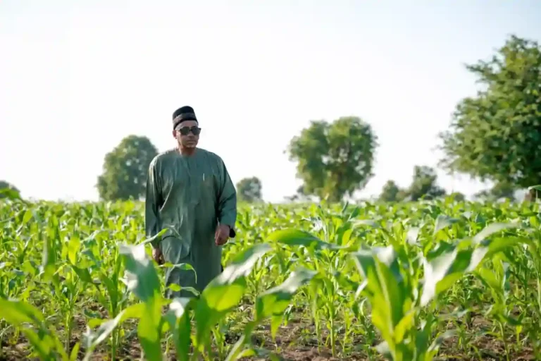 BSADP warns farmers against fake agrochemicals in Bauchi