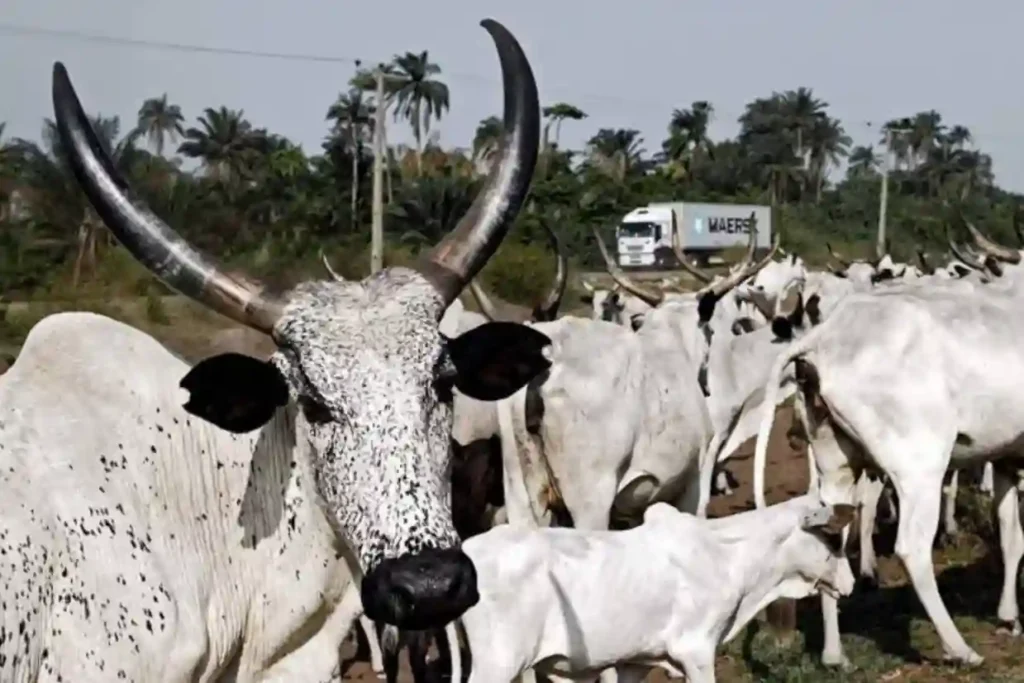 FG launches nationwide training for livestock extension officers