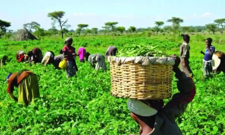 Over 477,284 Kano Farmers Benefit from Crop Intervention Programme