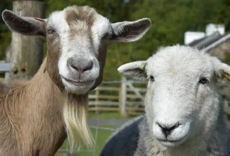 Nigeria pushes Africa to adopt risk-based surveillance to stop ruminant disease