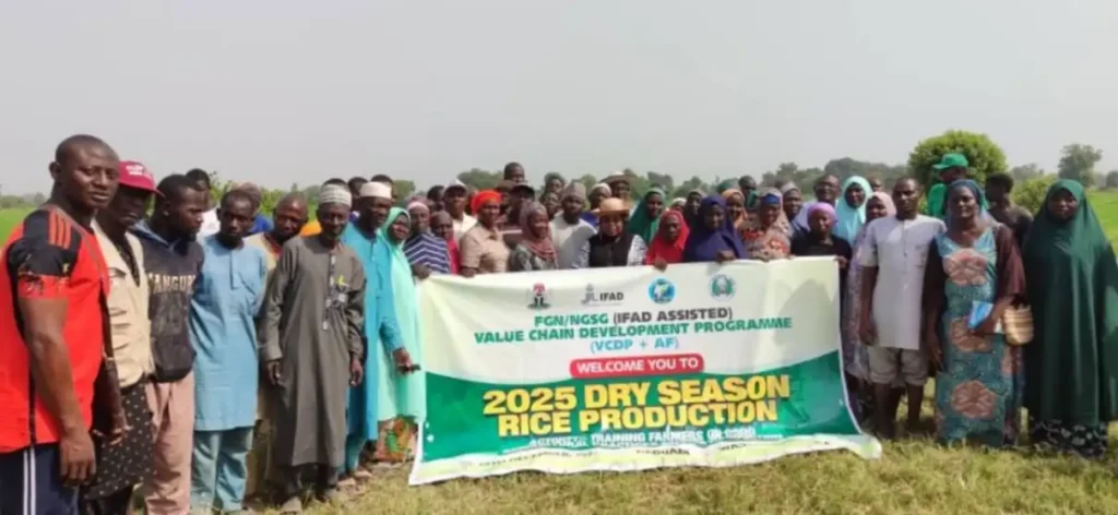 FG IFAD-VCDP Trains 105 Rice Farmers on Agronomic Skills