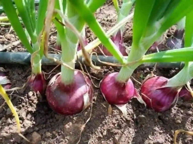 FG launches NADF onion intervention for flood-hit farmers in Kebbi