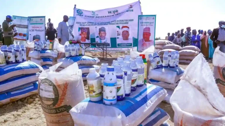 FG Targets N160bn Wheat Output for 2025/2026 Dry Season