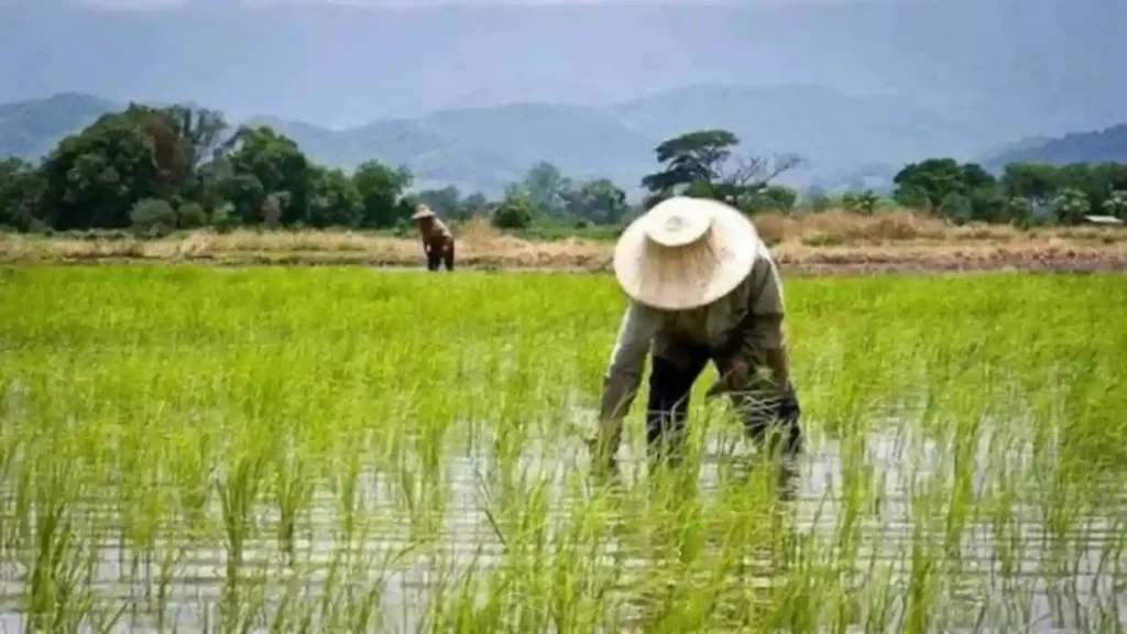 FG, IFAD Records Higher Rice and Cassava Yields in Nasarawa