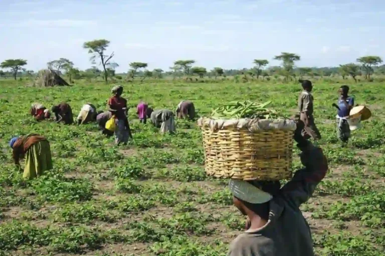 25000 Kano Farmers to Benefit from SAPZ Nutrition Programme