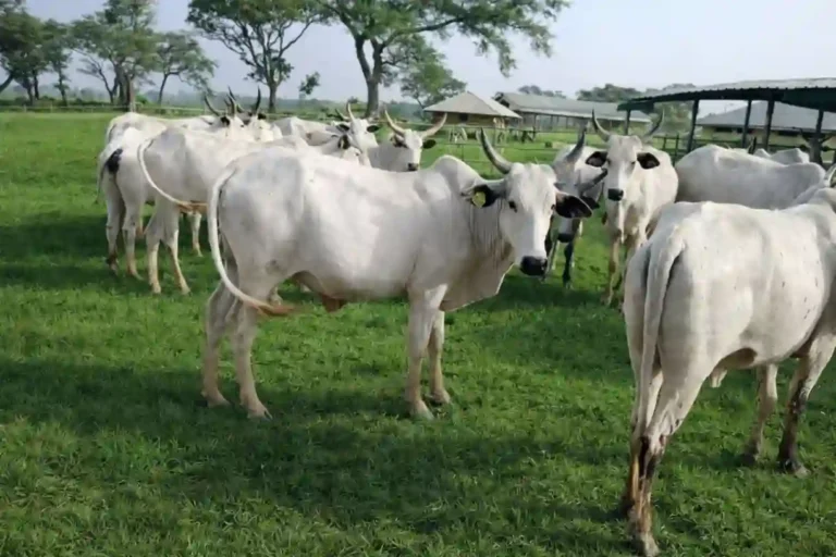 NAPRI crossbreeds White Fulani cows with exotic breeds to boost milk