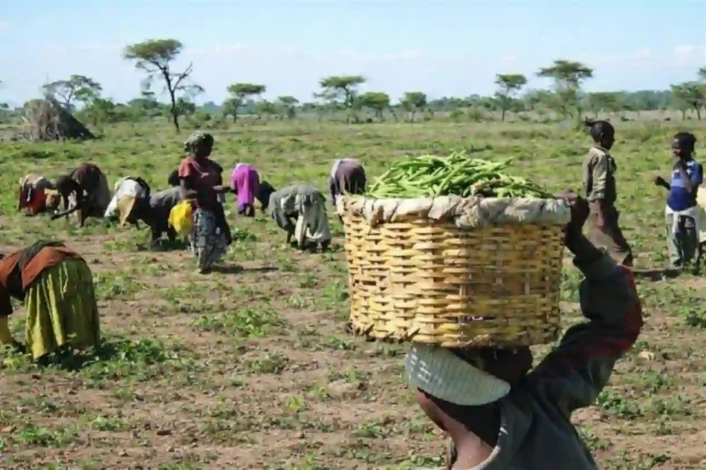 FGN, IFAD-VCDP Train 20 Kogi Youths