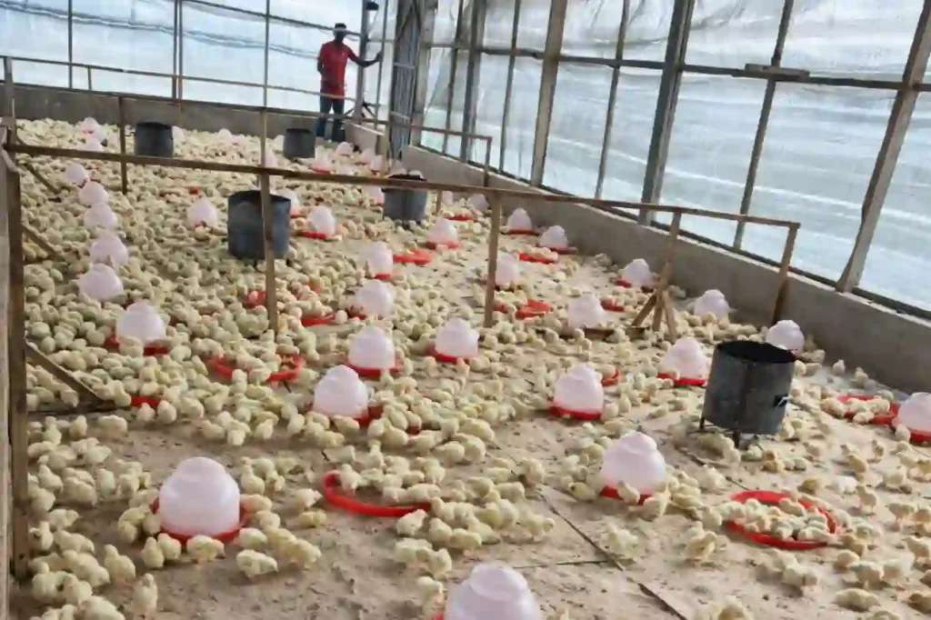 Ondo Govt urges youths to embrace Adiye Irorun poultry programme