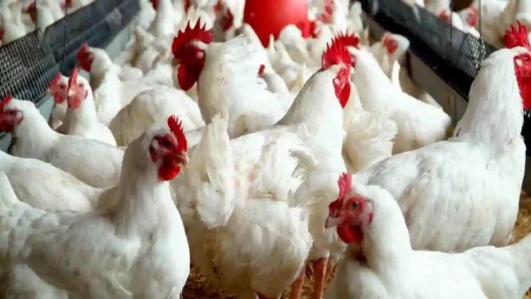 Kaduna $200m poultry project to generate $450m, create 350,000 jobs