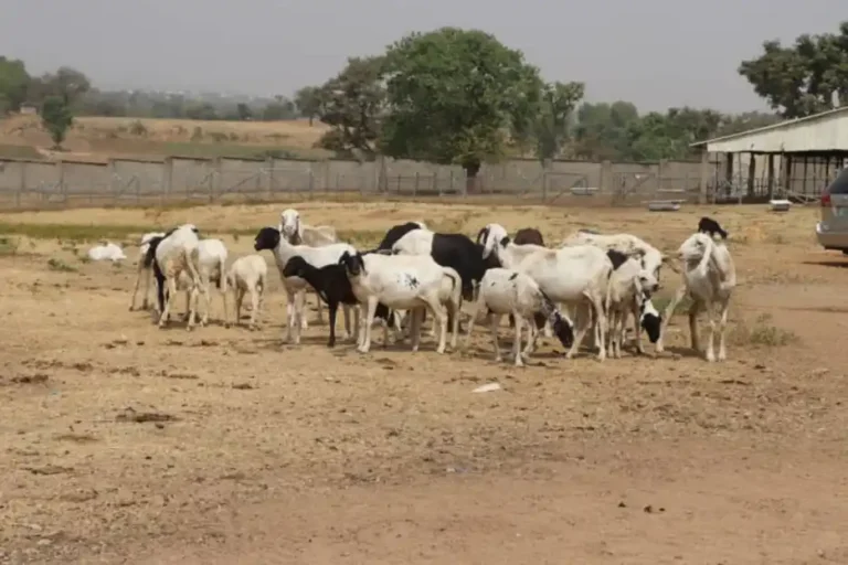FG trains women, youths on sheep and goat production