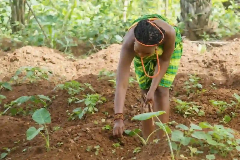 FG Distributes Free Farm Implements to Farmers in Imo