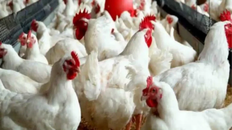 Ogun acquires facility to add 1.3 million birds yearly