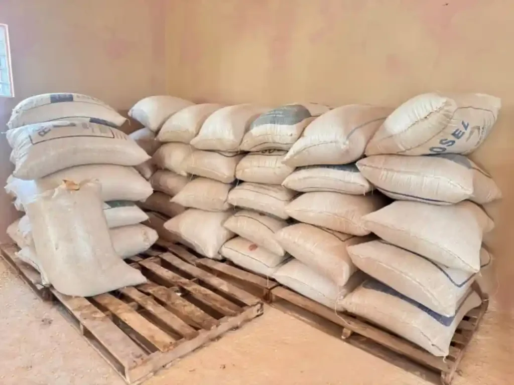 Edo Govt Records Successful Harvest at Udomi Corn Farm