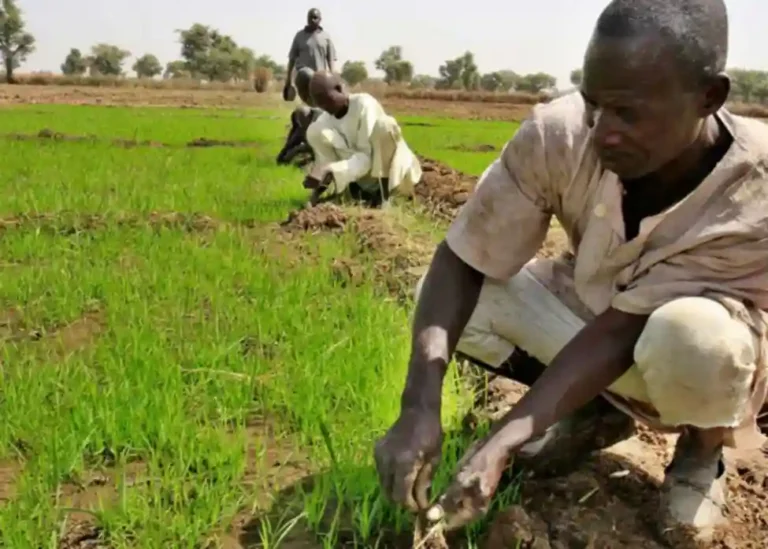 Kwara Govt Begins Fertiliser Distribution for Dry Season Farmers
