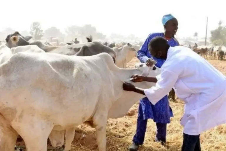 Climate-Smart initiative to train 4,000 Kano farmers in dairy production