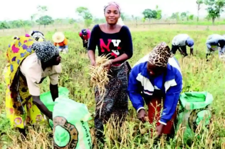 Bauchi Gov Launches 2025–2026 Dry-Season Farming Programme