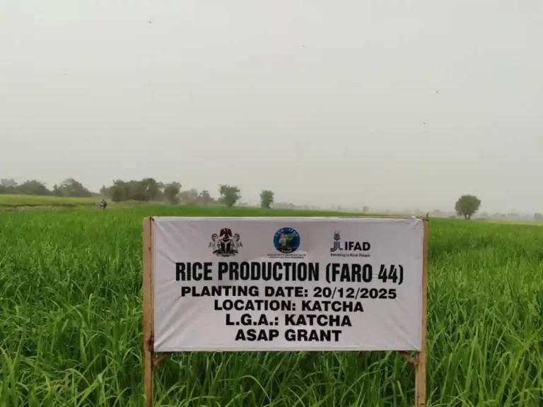 FG Records Rice, Cassava Production Gains in Niger State