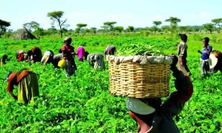 Zamfara distributes 3,920 bags of NPK, 1,956 urea for farming