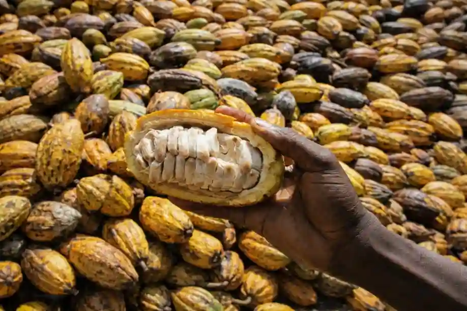 Cross River Traceability to register 17,000 cocoa, oil palm, and coffee farmers