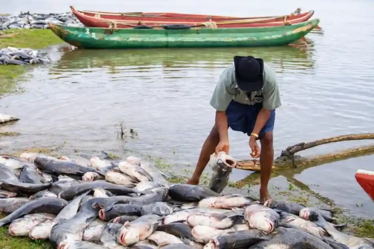 FG moves to create jobs through fisheries, aquaculture sector